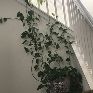 Meet your Posher, Amna